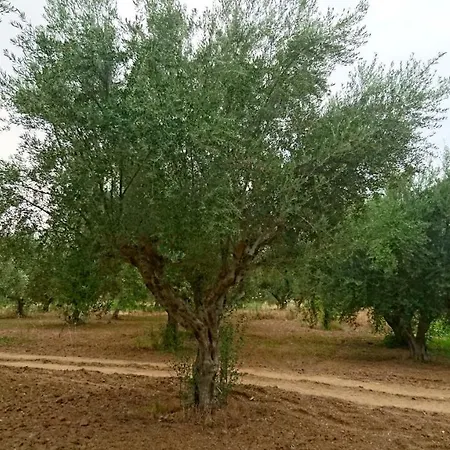 Seaside In A Private Olive Field