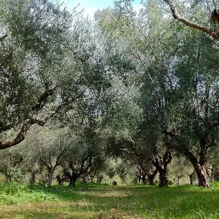 Seaside In A Private Olive Field Prázdninový dům