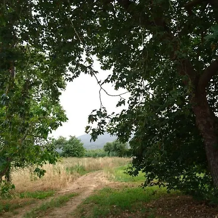 Seaside In A Private Olive Field * Petalídhion